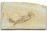 Fossil Fish (Knightia) and Coprolite - Wyoming #354084-1